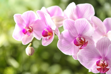 Fototapeta na wymiar Branch of beautiful pink Phalaenopsis orchid on blurred background, closeup