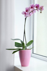 Beautiful pink Phalaenopsis orchid on window sill indoors