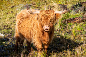 Schottisches Hochland Rind