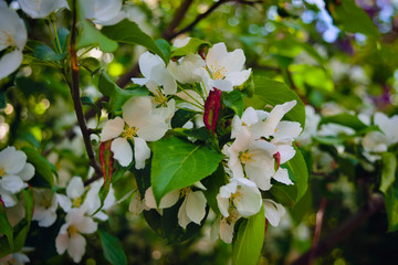 Blooming branch of wild apple tree on a blurred background.