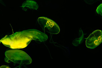 Low key jellyfish sea saltwater tank aquarium ocean life 