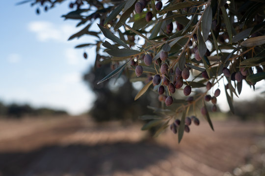 Tunisian olive tree in North Africa 