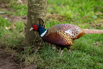 Pheasant under a tree collecting food