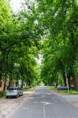 Kikinda, Serbia - July 26, 2019: General Drapsin Street in Kikinda, Serbia, one of the 50 most beautiful streets in the world with trees and flowers
