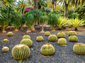 Amazing view of cactus park area in Garcia Sanabria park. Location: Cacti garden in Santa Cruz de Tenerife, Tenerife, Canary Islands. Artistic picture. Beauty world.