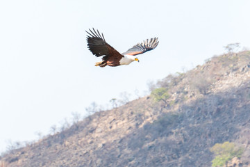 Bald eagle flying in Kruger National Park South Africa