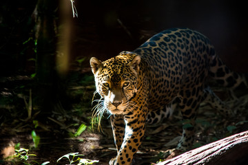 Beautiful leopard walking through the jungle