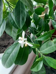 green plant in the garden
