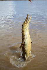  crocodiles in northern australian territory