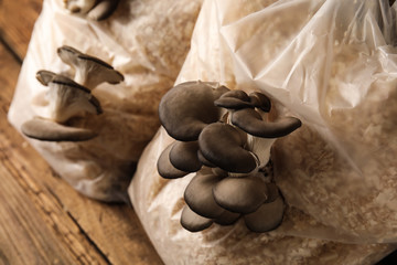 Oyster mushrooms growing in sawdust, closeup. Cultivation of fungi - obrazy, fototapety, plakaty