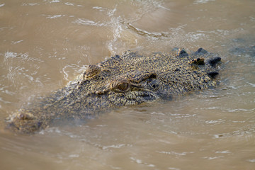  crocodiles in northern australian territory