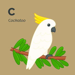 Cartoon cockatoo, cute character for children, bird collection. Vector illustration in cartoon style. Animal alphabet.