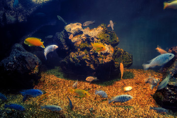 Tropical fish in a large aquarium. Natural aquarium representing tropical biotope.