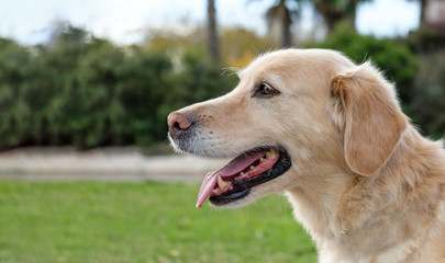 Naklejka na ściany i meble labrador retriever dog portrait open mouth blurred background