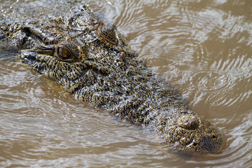  crocodiles in northern australian territory