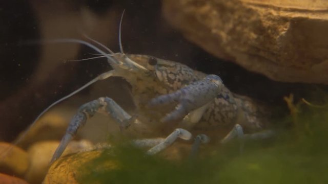 Marble river crayfish under water eating algae. Procarambus virginalis. Close up