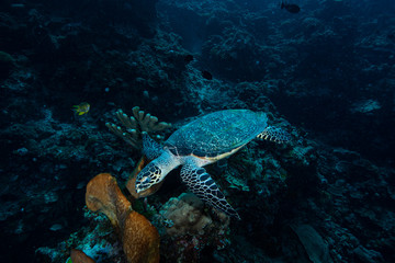 Hawksbill Turtle Eretmochelys imbricata © Francesco
