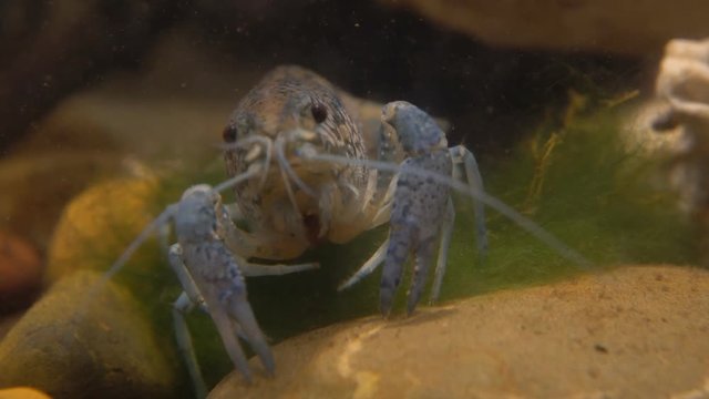 Marble river crayfish under water eating algae. Procarambus virginalis. Close up