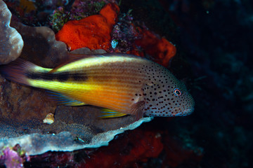 Freckled Hawkfish Parracirrhites forsteri