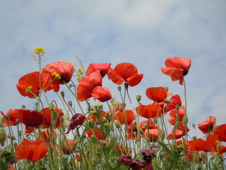 Czerwone maki na tle nieba © Katarzyna