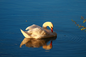 Close-up of a beautiful mute swan on a lake. Sunlight flowing through the wings of a water bird....