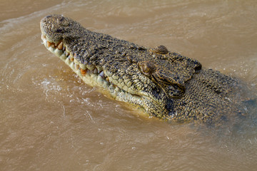 Obraz premium crocodiles in northern australian territory