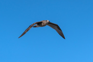 Grey seagull has wings spread while soaring over the beaches against a clear blue sky.
