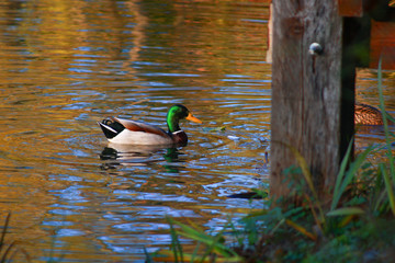 Mallard, Anas platyrhincos, Anseriformes, family Anatidae. Aquatic bird fauna on a lake.