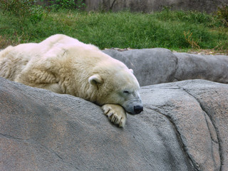 Polar bear sleeping on a rock in a zoo