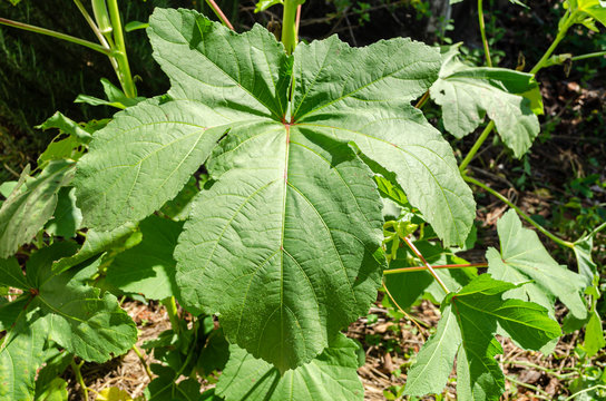 Closeup Of Okra Leaf