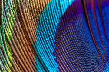 Obraz premium paon texture