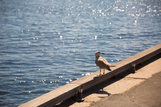 gutt in front of water in oslo