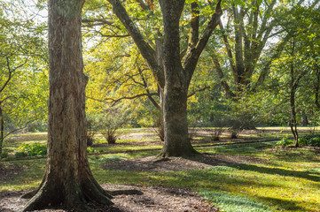 Fototapeta premium Sunlight hitting trees on a green area
