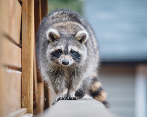 Raccoon walking on the fence in a backyard © Vincent