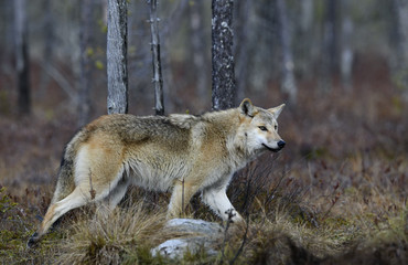 Eurasian wolf, also known as the gray  or grey wolf also known as Timber wolf.  Autumn forest....