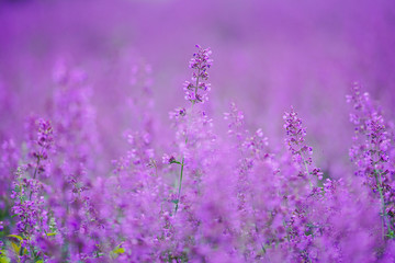 ネペダウォーカーズロウ