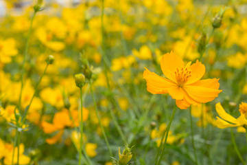 Good morning with yellow Cosmos flowers blooming in the garden.