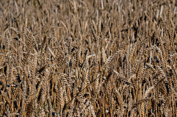 A beautiful field of ripe wheat before harvest.