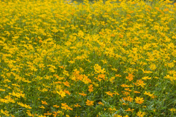Good morning with yellow Cosmos flowers blooming in the garden.