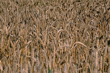 A beautiful field of ripe wheat before harvest.