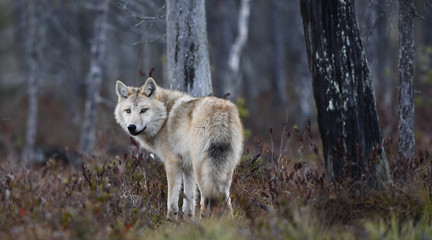 Eurasian wolf, also known as the gray  or grey wolf also known as Timber wolf.  Autumn forest. Scientific name: Canis lupus lupus. Natural habitat.