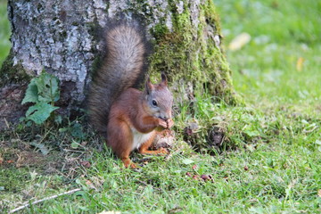 Naklejka na ściany i meble A young reddish brown squirrel with a bushy tail nibbles pine nuts