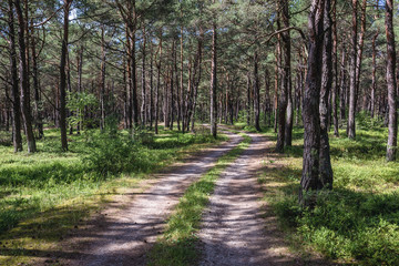Fototapeta na wymiar Unpaved road in forest on the Baltic Sea shore between villages of Mrzezyno and Pogorzelica in Poland