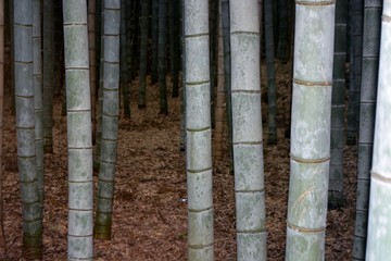 Fototapeta premium Bamboo forest