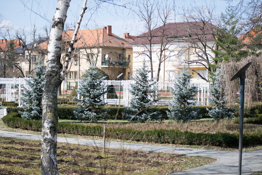 roses park in timisoara in winter