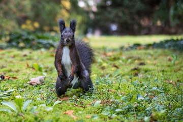 Eichhörnchen beim Nüsse sammeln
