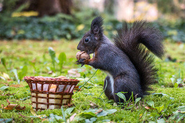 Eichhörnchen beim Nüsse sammeln