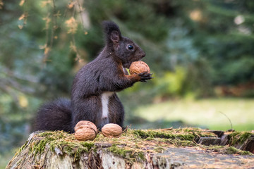 Eichhörnchen beim Nüsse sammeln