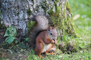 A young reddish brown squirrel with a bushy tail nibbles pine nuts