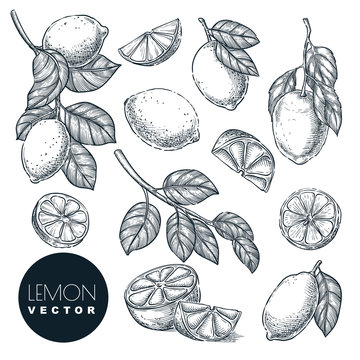 Lemon citrus tropical fruits set. Hand drawn sketch vector illustration. Citric isolated design elements